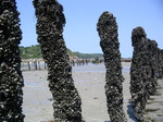 Im Wattenmeer der Bay de la Fresnaye werden Miesmuscheln gezüchtet.